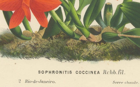 Botanical Vintage Prints of Scarlet Sophronitis and Tropical Bloom, c.1845, close-up 1