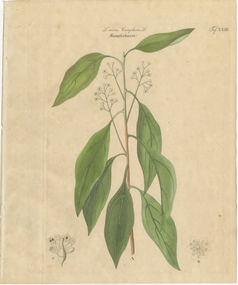 Antique Camphor Botanical Print, Laurus Camphora, Hand Colored, c.1831, view 2