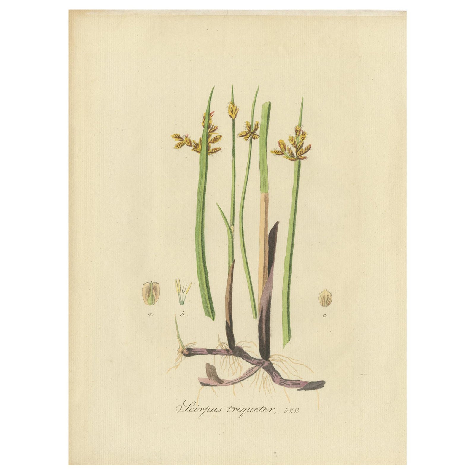 Antique Botany Print of Schoenoplectus Triqueter by Sepp, 1830