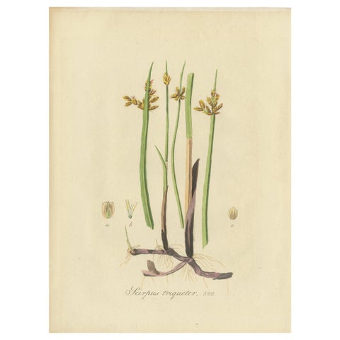 Antique Botany Print of Schoenoplectus Triqueter by Sepp, 1830