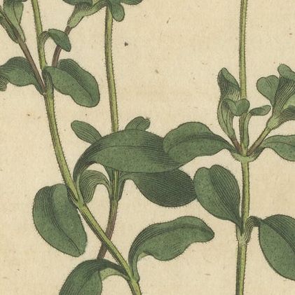 Antique Botany Print of the Blue-Flowered Cineraria or Cape Aster, close-up 3