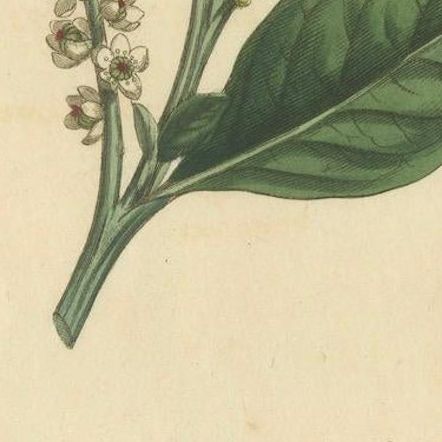 Antique Botanical Engraving of Pokeweed (Phytolacca), 1803 Floral Print, close-up 5