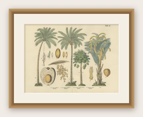 Antique Palm Tree Botanical Print, Exotic Tropical Plate, German Atlas 1885, shown framed