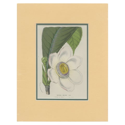 Antique Botany Print of the Gustavia Insignis by Van Houtte 'c.1845'