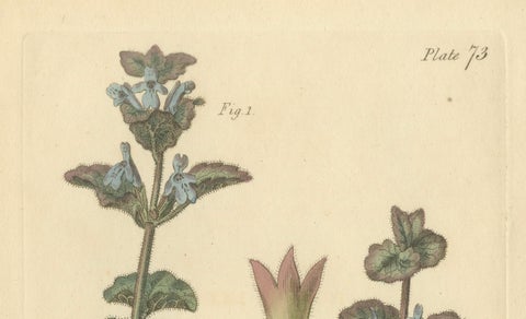 Antique Ground Ivy Botanical Engraving, Glechoma hederacea, 1805, close-up 4