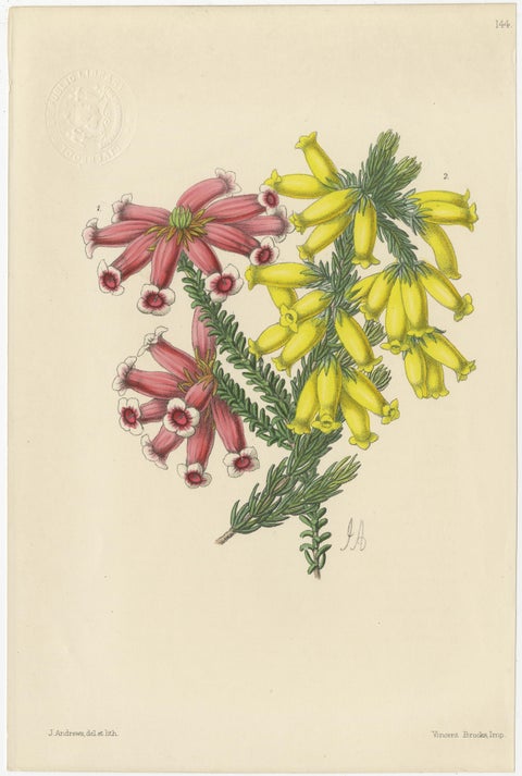 Set of 5 Antique Botany Prints, Mixed Colors, by Brooks 'c.1870', view 5