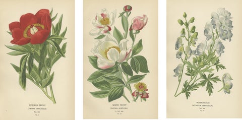 Victorian Botanical Majesty: Original Lithographs of Peonies and Monkshood, 1896, view 2