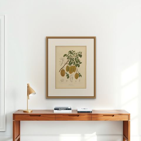 Antique Star Fruit Botanical Chromolithograph by Hoola van Nooten, c. 1880, shown framed on a wall, true to size