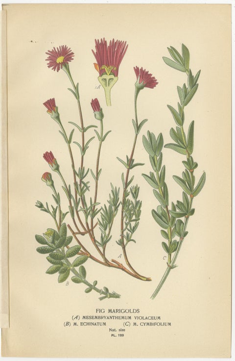 Antique Botanical Prints: Christmas Cactus, Prickly Pear Cactus & Fig Marigolds, view 4
