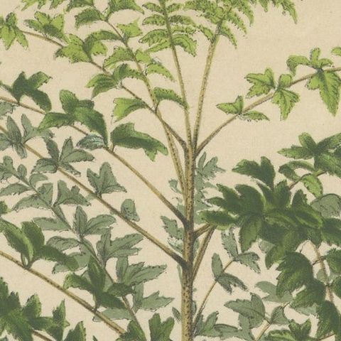 Original Antique Print of a Delarbrea Plant, 1878, close-up 2