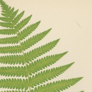 Antique Hand-Colored Fern Prints, Aspidium Aculeatum, Oreopteris & Thelypteris, close-up 1