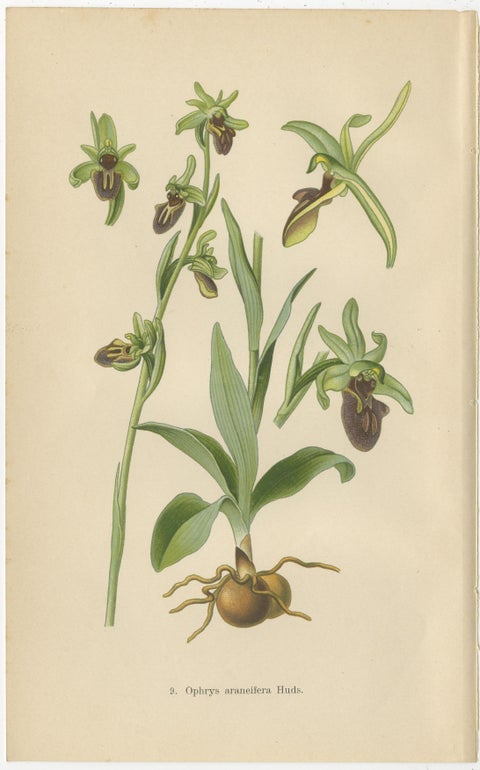 Orchid Variations: A Study of Ophrys Species in 1904 Illustrations, view 2
