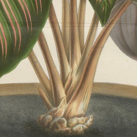 Regal Prayer Plant: Hand-Colored Lithograph by Louis van Houtte, 1855, close-up 5