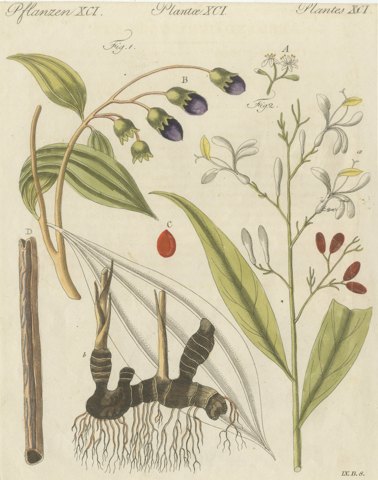 Cassia Cinnamon and Galangal Spices, Antique Bertuch Print, circa 1805