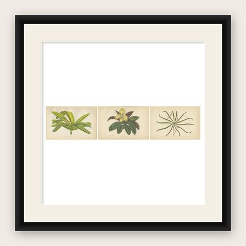 Trio of Elegance: Vintage Botanical Prints, Published in 1880, shown framed