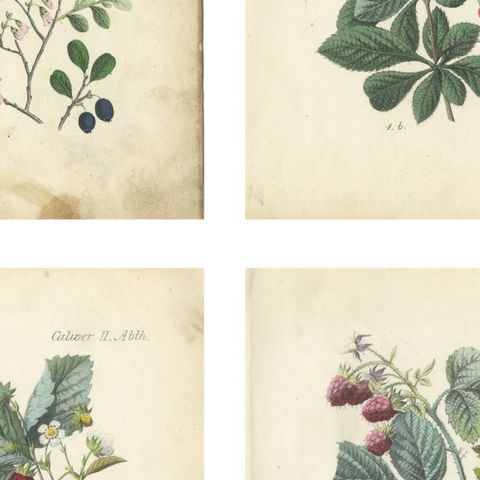 Antique Berry Botanical Chromolithographs, Currants & Wild Berries, Calwer 1854, close-up 2