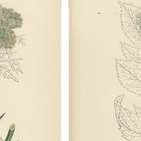 Four Antique English Botanical Herb Prints, Elegant Green Umbellifers, 1902, close-up 1
