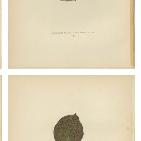 Set of 6 Botany Prints, Sonerila Margaritacea, Goodyera Rubro-Venia, 1891, close-up 2