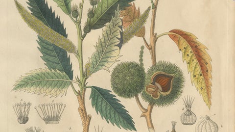 Antique Chestnut Botanical Print, Castanea Vesca, Hand Colored, c.1831, close-up 3