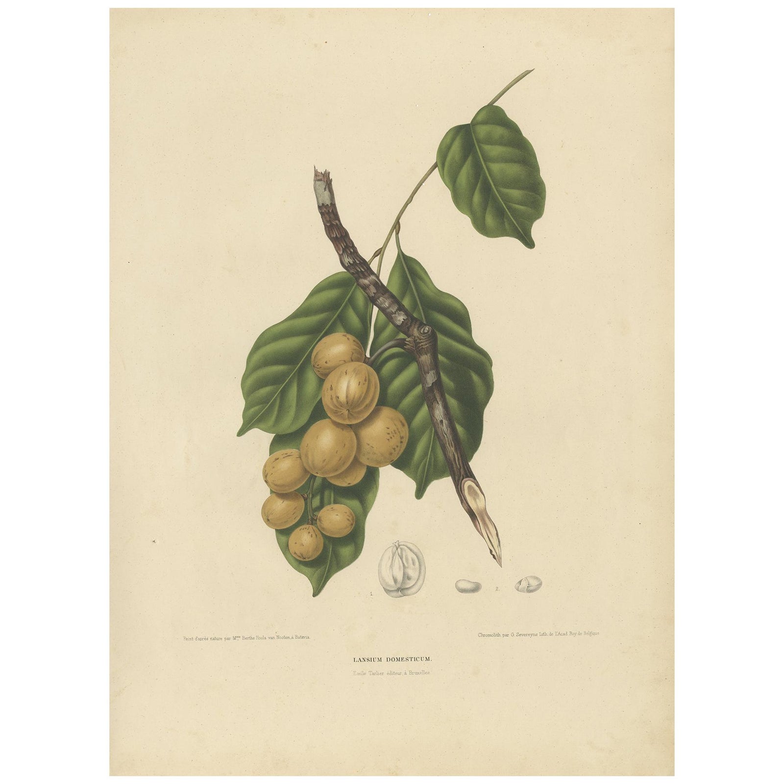 Lansium Domesticum, Langsat Botanical Lithograph c.1863