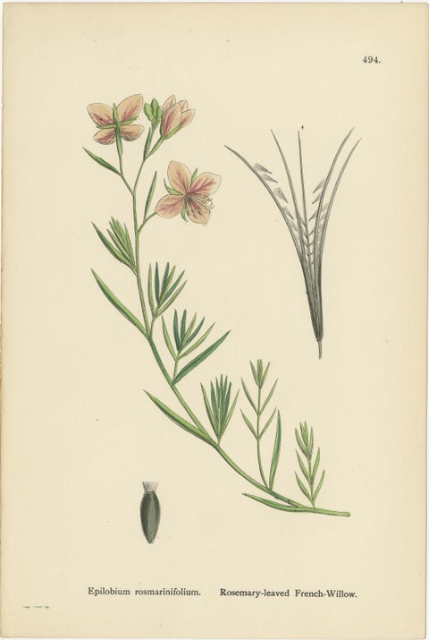Hand-Colored Botanical Engravings of French-Willow Species, 1902, view 2