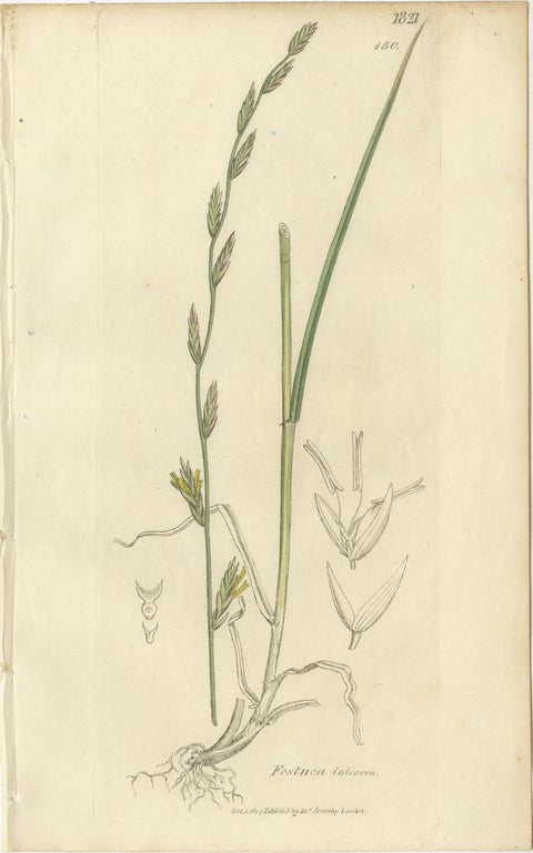 Set of 8 Antique Botanical Engravings of Festuca & Brome Grasses, c.1830, view 7