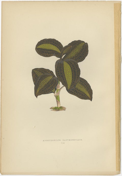 Set of 6 Botany Prints, Sonerila Margaritacea, Goodyera Rubro-Venia, 1891, view 3