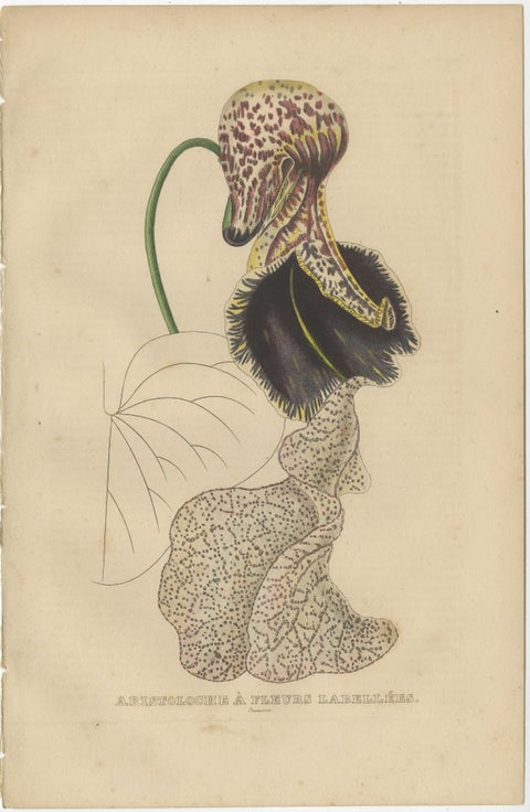 Antique Botanical Print of Aristolochia à Fleurs Labellées, 19th Century, view 2