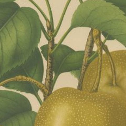 Antique Decorative Print of Japanese Pears, 1879, close-up 2