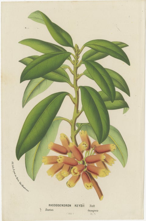 Lush and Vibrant: A Collection of Exotic Botanical Illustrations, circa 1875, view 4