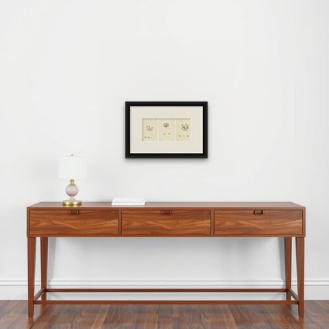 Botanical Engravings of Thick-Leaved, English, and Biting Stone-Crops, 1902, shown framed on a wall, true to size