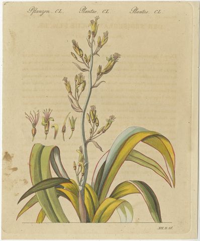New Zealand Flax with Flower Details, Antique Bertuch Print, circa 1815, view 2