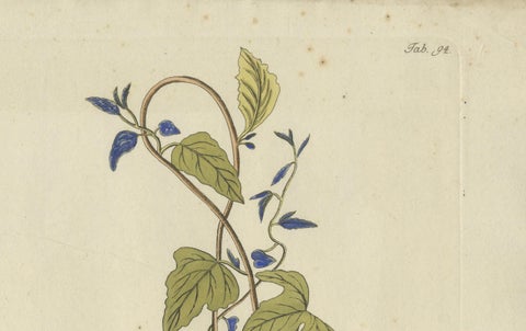 Convolvulus Jalapa Botanical Engraving, Icones Plantarum Medicinalium, 1788, close-up 3