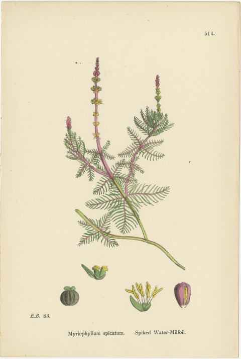Botanical Engravings of Enchanter’s Nightshade and Water-Milfoil Species, 1902, view 4