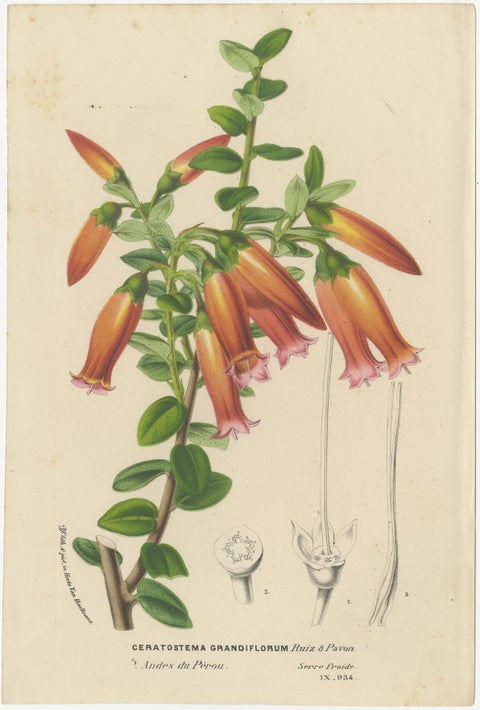 Floral Collection: Coral Drops, Prairie Gentian, Monkey Orchid, Bellflower, 1875, view 5