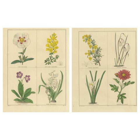 Antique Floral Engravings by B. Maund from The Botanic Garden 1836