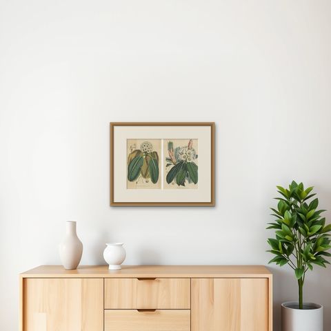 Set of 2 Antique Botany Prints, Rhododendron, by Louis van Houtte, 1849, shown framed on a wall, true to size