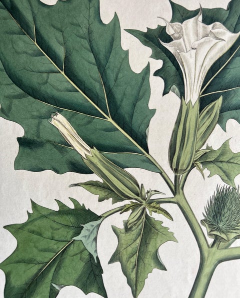 Datura Stramonium, Thorn Apple Botanical Engraving by Curtis c.1817, view 8