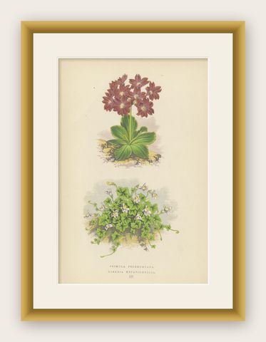 Primula Pedemontana and Alpine Toadflax, Hand-Coloured Print, 1874, shown framed