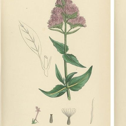 Set of 10 English Botanical Prints 1902, Valerian & Lamb’s-Lettuce, close-up 1