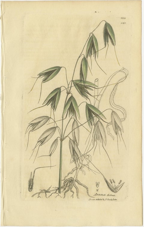 Set of 8 Antique Botanical Engravings of Avena, Arundo & Meadow Grasses, c.1830, view 2