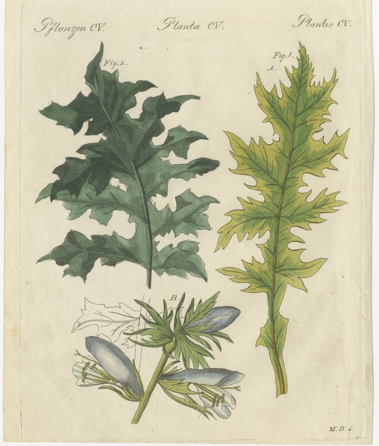 Acanthus Leaves, Classical Ornament Plant, Antique Bertuch Print, circa 1810