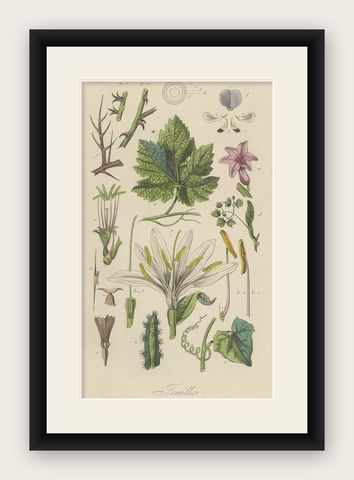 Decorative Antique Print of Various Leaves for a Gardener or Garden Lover, 1854, shown framed