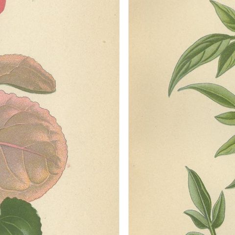 1897 Original Antique Botanical Prints, Persian Cyclamen and Jasmine, close-up 2