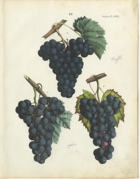 Antique Grape Botanical Chromolithographs, Wine & Table Grapes, Set of Six, 1854, view 3