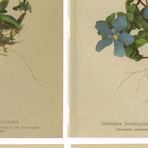 Alpine Gentian Botanical Prints Set of 4, Antique Chromolithographs 1897, close-up 2