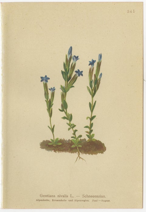Alpine Gentian Botanical Prints Set, Antique Chromolithographs c.1897, view 6