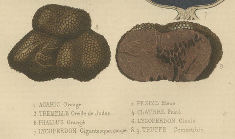 Illustrated Fungi from 'Dictionnaire Classique des Sciences Naturelles, 1845, close-up 2