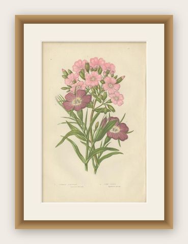 Antique Botany Print of Common Soap-Wort, c.1860, shown framed