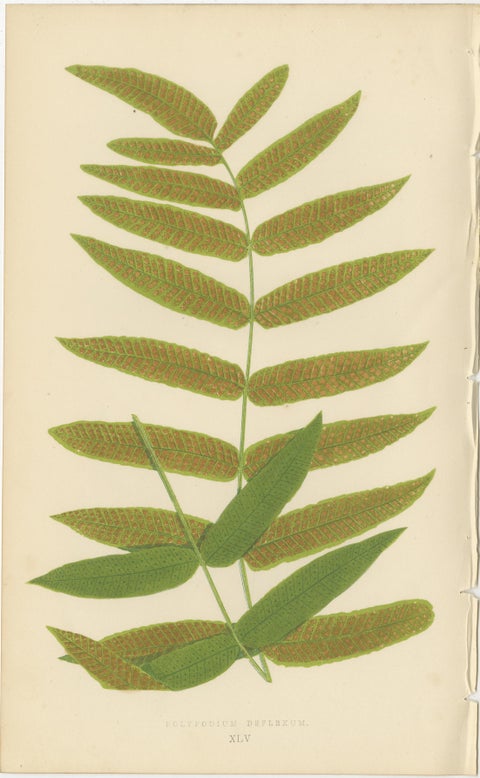Antique Botanical Fern Prints, Polypodium Studies Decorative Set Lowe 1856, view 4